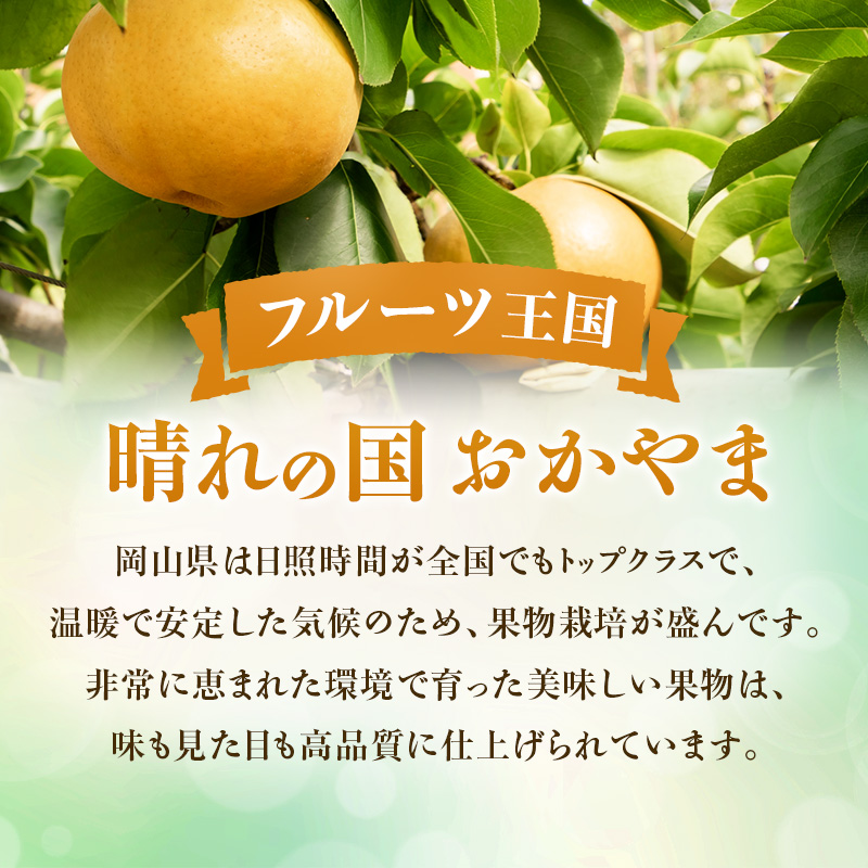 【2026年先行受付】 梨 あたご梨  秀品 約4kg(3～6玉) 岡山名産 日本一大きな梨 なし ナシ お歳暮 ギフト 御礼 プレゼント 御礼 御祝 御供 果物 くだもの フルーツ