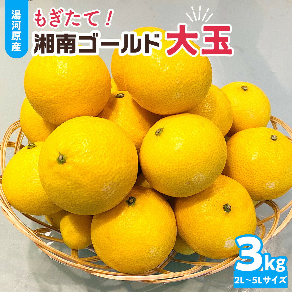 【ふるさと納税】【希少フルーツ】もぎたて・湘南ゴールド(大玉)3kg　2027年1月中旬～下旬頃発送予定 | 湯河原町 大玉 3kg 種なし 柑橘系 ハウス栽培 地域特産品