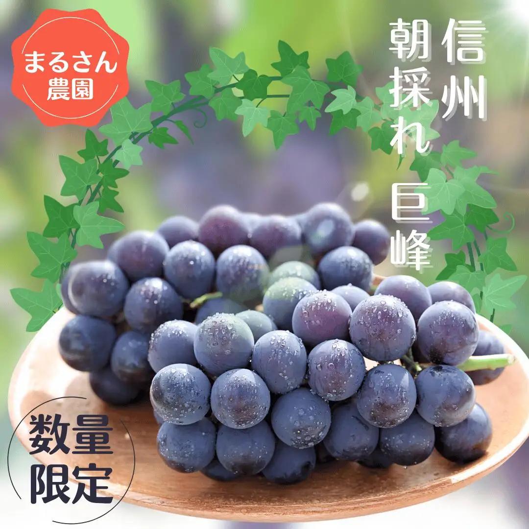 ≪先行受付≫【数量限定】まるさん農園の巨峰　約1ｋｇ　合計２～３房［MR-102］