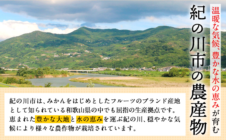 【ふるさと納税】【訳あり/ご家庭用】先行予約 紀の川市八朔 9kg＋1kg 計約10kg サンファーム《2054年1月上旬-3月末頃出荷》和歌山県 紀の川市