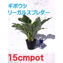 【ふるさと納税】緑の力で地球を元気に!【リーガルスプレンダー】15cmポット　ギボウシ　ホスタ　1鉢　日陰に彩りを【1405172】