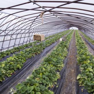 菅谷いちご園の完熟いちご 3Lサイズ   18粒(約420g)×2パック【配送不可地域:離島・北海道・沖縄県・信越、北陸・東海・近畿・中国・四国・九州】