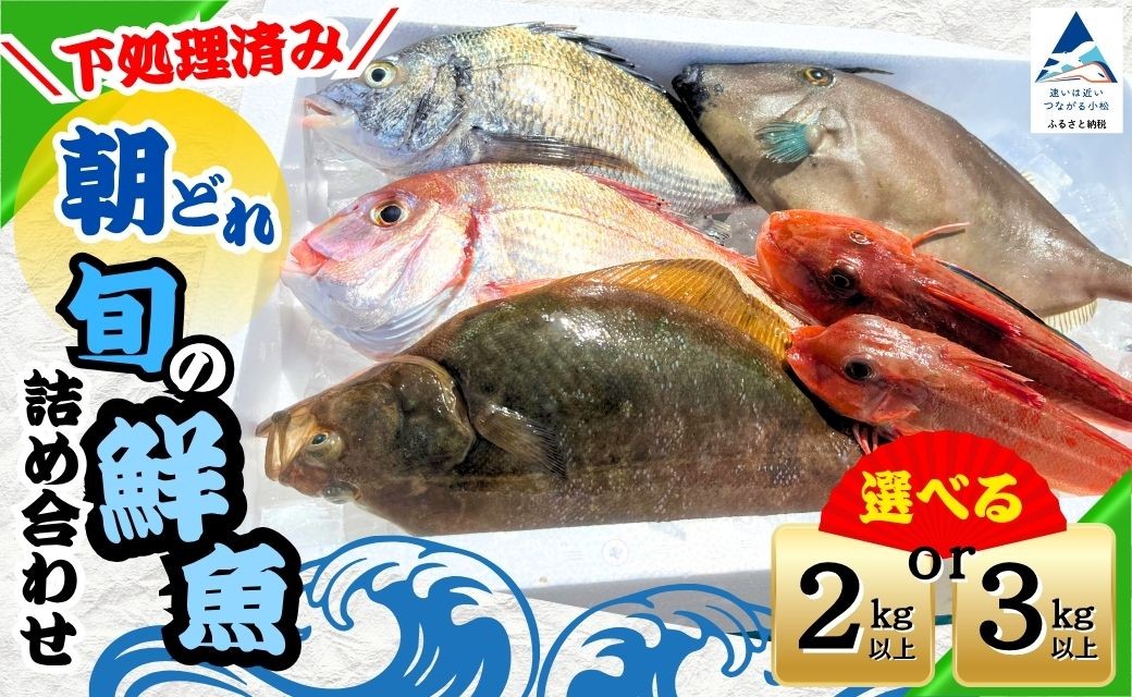 
                  【下処理済み】 朝どれ 旬の鮮魚 詰め合わせ 選べる 容量 2kg以上 / 3kg以上 (3~5種) 下処理済 朝捕れ 産地直送 詰合せ 天然 鮮魚便 鮮魚セット 魚種 水揚げ 海鮮 魚介 新鮮 魚 詰め合わせ 国産 旬 おまかせ 旬の魚 | 石川県 小松市 【石川県漁業協同組合小松支所】
                