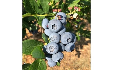信州産 フレッシュブルーベリー(大粒) 1kg 3102