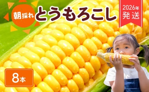 【 2026年 先行予約 】 朝採れ とうもろこし 8本 コーン スイートコーン 2026年6月下旬発送開始 生 黄色 新鮮 ジューシー 旬 野菜 やさい 夏野菜 朝採り とうきび BBQ バーベキュー 炊き込みご飯 数量限定 季節限定 送料無料 産地直送 冷蔵 千葉県 旭市 Re.FOODS The Morokoshi 株式会社はなわ農園 hnw008