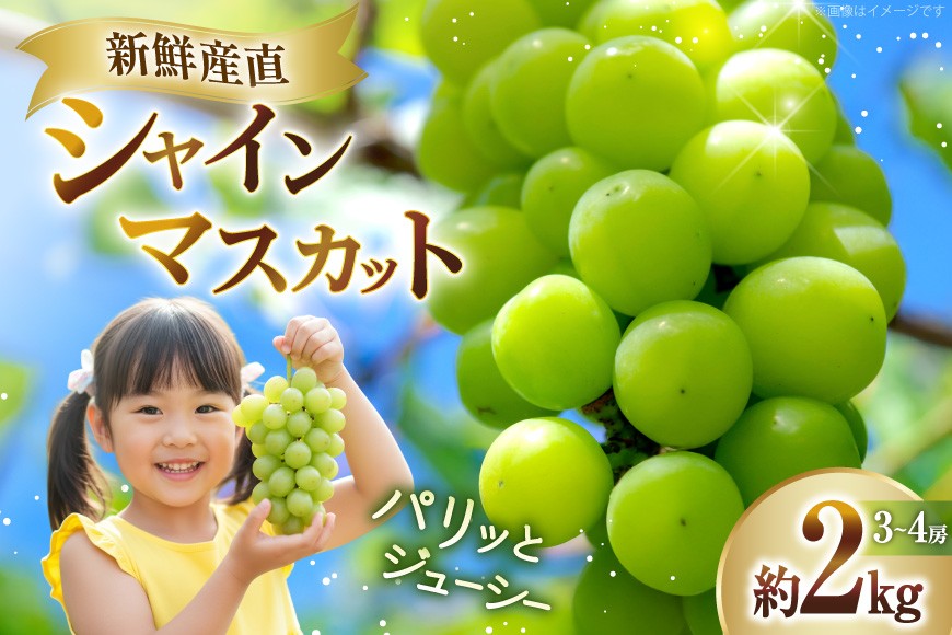 
                  【期間限定発送】 シャインマスカット 3〜4房 約2kg [長澤農園 山形県 高畠町 tk06bis330002] ぶどう ブドウ 葡萄 2キロ フルーツ 果物 くだもの 甘い
                