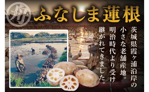 【年末配送】先行予約 れんこん 3kg 特選 ふなしま蓮根 蓮根 レンコン 朝採り 3本 ～ 5本 贈答用 熨斗 お歳暮 希少品種 幻 老舗 朝採れ 産地直送 新鮮 野菜 根菜 【2026年10月より順次発送】（82-03-a）