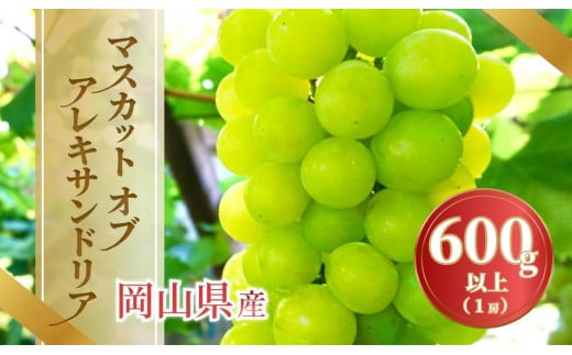 
            《2025年発送》岡山県産 マスカットオブアレキサンドリア 600g以上 1房
          