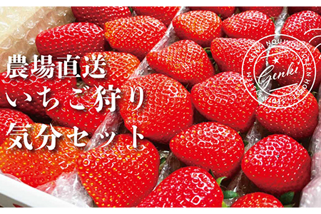 予約 いちご 2種 お任せ 約800g ( かおり野 よつぼし 紅ほっぺ 恋みのり ) ( 苺 苺 苺 苺 苺 苺 苺 苺 苺 苺 苺 苺 苺 苺 苺 苺 苺 苺 苺 苺 苺 苺 苺 苺 苺 苺 苺 苺 苺 苺 苺 苺 苺 苺 苺 苺 苺 苺 苺 苺 苺 苺 苺 苺 苺 苺 苺 苺 苺 苺 苺 苺 苺 苺 苺 苺 苺 苺 苺 苺 苺 苺 苺 苺 苺 苺 苺 苺 苺 苺 苺 苺 苺 苺 苺 苺 苺 苺 苺 苺 苺 苺 苺 苺 苺 苺 苺 苺 苺 苺 苺 苺 苺 苺 苺 苺 苺 苺 苺 苺 苺 苺 苺 苺 苺 