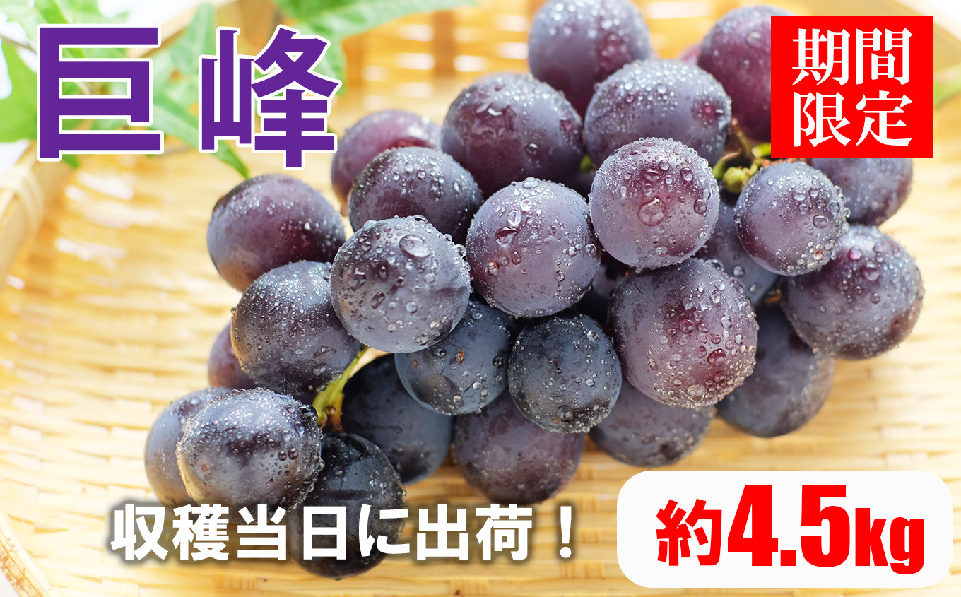 
            【 先行予約 】 巨峰 熊本県産 ぶどう 4.5kg | 熊本県 熊本 和水町 くまもと なごみまち なごみ ぶどう ブドウ 葡萄 巨峰 種あり 果物 季節限定 フルーツ 季節の果物
          