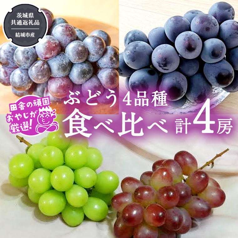 ぶどう 4品種 食べ比べ（各１房ずつ）【2026年8月より発送開始】（茨城県共通返礼品 [ぶどう]：結城市産）  ブドウ 葡萄 果物 フルーツ 茨城県産 [BI452-NT]