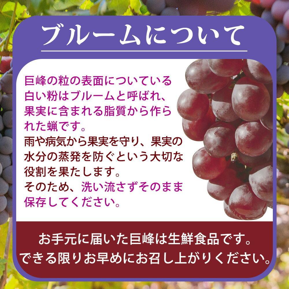 紀州和歌山産 の種なし巨峰ぶどう2房（約800g～1kg）【UT121】