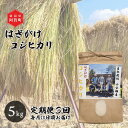 【ふるさと納税】 ＜定期便3回＞ 米 5kg 新潟県産 コシヒカリ はざ掛け 天日干し 令和6年産 越後奥阿賀産 | 小会瀬 はざがけ こしひかり 一等米 送料無料 お取り寄せ お米 白米 精米