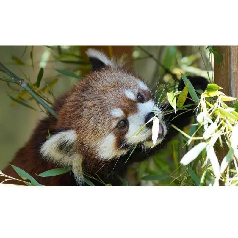 入園券 静岡 富士サファリパーク 大人 1枚 動物園 富士 サファリパーク 動物 体験 体験チケット チケット 券 子供 家族 お出かけ スポット 旅行 静岡県 裾野 裾野市