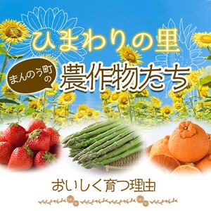 ＜先行予約！2027年5月上旬以降順次発送予定＞＜訳あり・家庭用＞香川県産 生にんにく(約2kg) 国産 野菜 生ニンニク 産地直送 【man068】【Aglio nero】