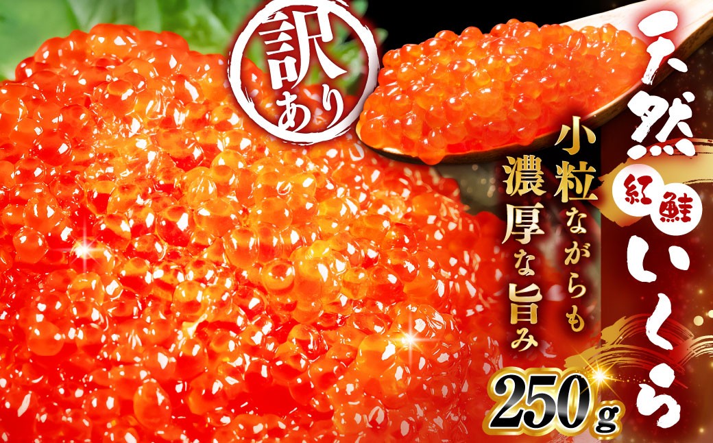 
                   【先行予約】 新物 天然紅鮭いくら 醤油漬け 250g 【2026年11月以降順次発送】いくら イクラ 訳あり 規格外 小分け 個包装 冷凍 海鮮 海鮮丼 いくら丼 イクラ丼 醤油いくら 訳アリ 人気 年末年始 パック 北海道 釧路市
                