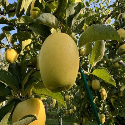 蔵出し春りんご　シナノゴールド　約3キロ　パリッと食感に、マイルドな酸味　農家直送青森りんご　【配送不可地域：離島】【1721057】