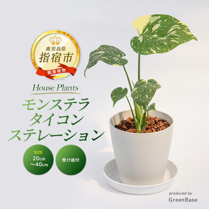 【ふるさと納税】＜2026年3月上旬以降順次発送＞モンステラ・タイコンステレーション 20cm〜40cm 南国鹿児島県で育った 観葉植物！植物 鉢付 インテリア 室内 オフィス おしゃれ プレゼント ギフト 開店祝い 移転祝い ※北海道・沖縄・離島配送不可【Green Base】