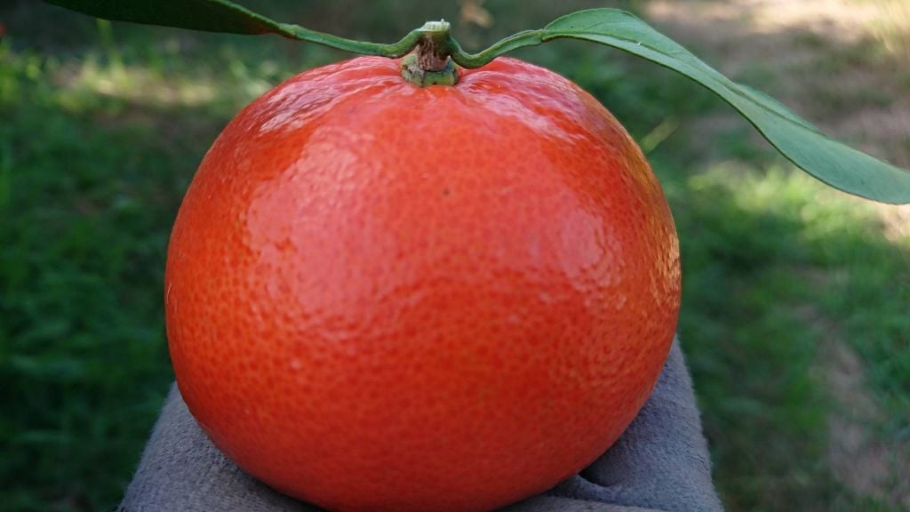 
            新宮みかん園 みはや 4kg×1(S~2L) みかん ミカン 蜜柑 完熟みかん 柑橘 柑橘類 ジューシー 甘い 完熟 甘熟 果物 フルーツ 佐賀県 太良町 N274
          