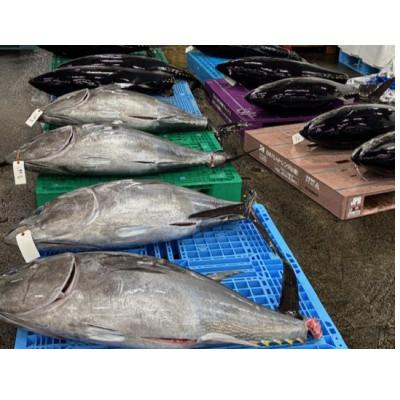 ふるさと納税 青森県 【市場直送!】青森の幸　お刺身3種セット(本マグロ中トロ、ホタテ貝柱、ヒラメ昆布締め) |  | 01