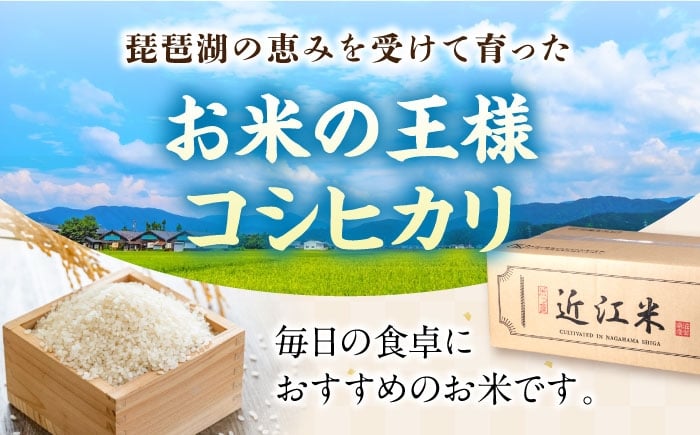 近江米 コシヒカリ こしひかり 滋賀県産 国産 10kg 米 コメ お米 白米 ご飯 おにぎり ご飯のお供 お弁当 