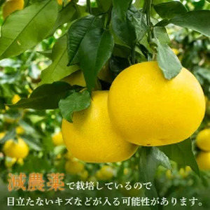 【2月上旬から発送】 訳あり 文旦 高知 5kg  L ～ 4L サイズ 混合 浦ノ内特産 早期予約 予約受付中 期間限定 季節限定 限定 旬 みかん ミカン ぶんたん 高知県 土佐文旦 柑橘 家庭用