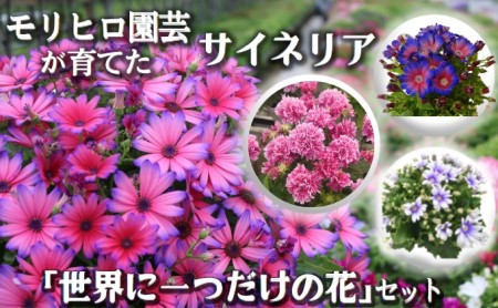 モリヒロ園芸が育てたサイネリア「世界に一つだけの花」セット