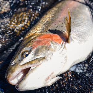 鱒界の頂点を目指しマス！頂鱒 (イタダキマス) の柵どり (生食用) 約1.2kg｜鱒 マス ニジマス 刺身 鮮魚 産地直送 国産 日光市産 [0285]