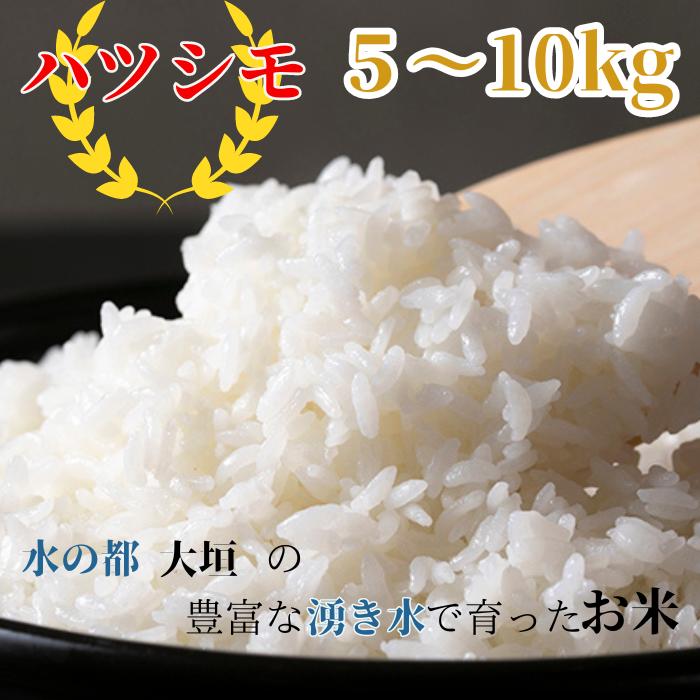 【ふるさと納税】新米 即納 ≪令和7年度産≫ お米 ハツシモ 5kg / 10kg / 定期便 3回 計15kg 計30kg 選べるサイズ 〜水の都大垣の豊富な湧き水で育ったお米 〜 新米 ごはん 白米 精米 人気 美味しい 美濃地方 コシヒカリの先輩 DIB 岐阜県 大垣市