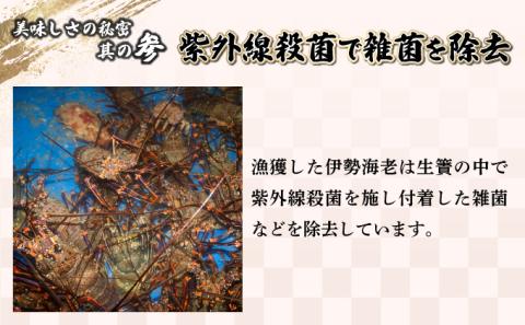 KU068  【先行予約】＜数量限定＞宮崎県串間産伊勢エビ(計約1kg・2～4匹) 【豊漁丸】