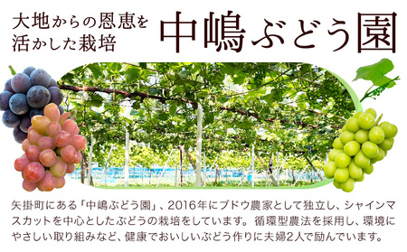 シャインマスカット 箱入り 2房 1房500g～600g 中嶋ぶどう園《9月上旬-10月下旬頃出荷》