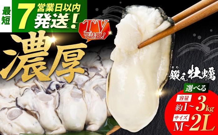 
                  牡蠣貝 鍛え牡蠣のむき身 選べるサイズ・容量（Mサイズ／Lサイズ／2Lサイズ｜約1kg／約2kg／約3kg） 冷凍 江田島市／有限会社寺本水産 [XAE024]｜牡蠣貝 かき貝 カキ貝 冷凍 加熱用 国産 牡蠣 料理用 魚介 海鮮物 かき カキ kaki 牡蠣 江田島 広島 人気 おすすめ
                