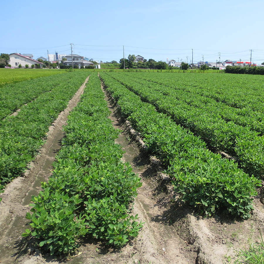 特選さやつき煎り豆、手剥き煎り豆落花生（11袋セット）