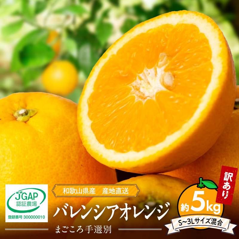 ZE6509_和歌山県産 バレンシアオレンジ 5kg 家庭用