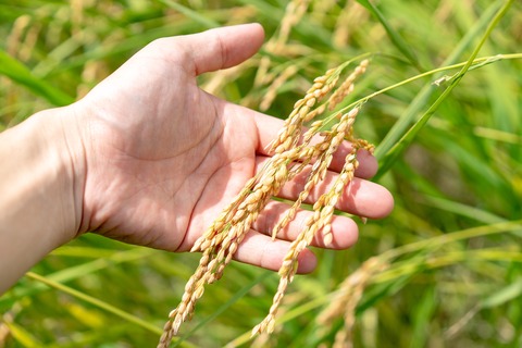 【令和7年産新米・早期受付】四万十清流の自然米　玄米5kg（コシヒカリ） 国産 新米 予約 こしひかり コシヒカリ 5kg 令和7年 2025年 自然米 玄米 げんまい 米 おこめ こめ ご飯 高知 