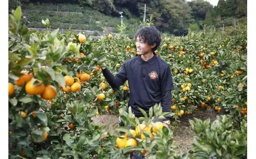 冷凍みかん 500g × 1袋 熊本県産みかん使用 瞬間冷凍 シャーベット 果物 くだもの フルーツ 柑橘系 柑橘類 みかん ミカン 果肉 果汁 冷凍 国産
