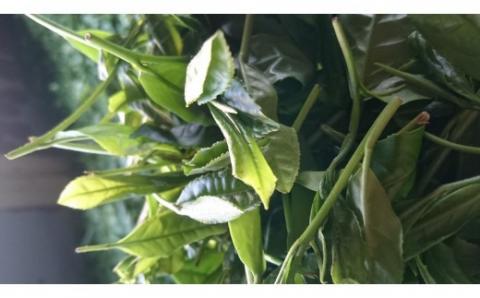ｂ－１６３　うれしの茶（嬉野茶）特上・特撰セット【緑茶】