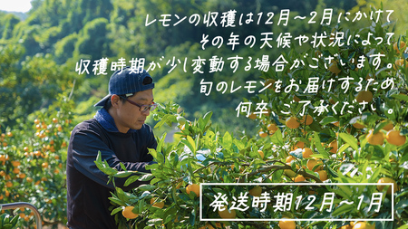 【先行予約】 もぎたてフレッシュ！ せとうちレモン 約5kg (約 40～50個程度 ) 2026年12月中旬～2027年1月発送 ワックス防腐剤不使用 皮まで丸ごと食べられる