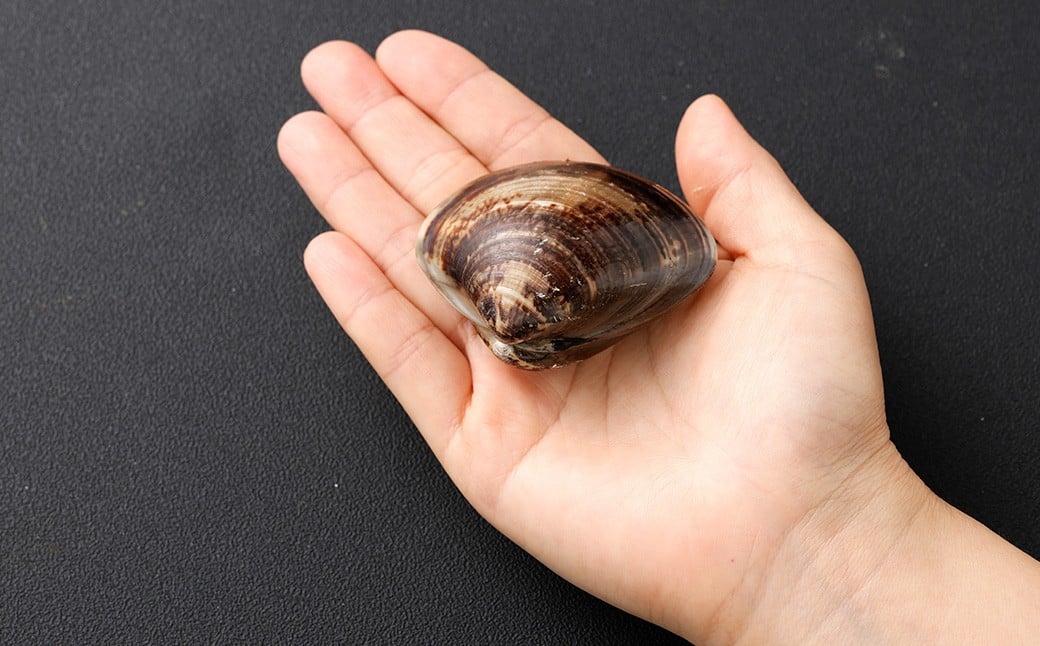 5年もの 桑名産 はまぐり 2粒×3個入 計6粒（ レトルト ）