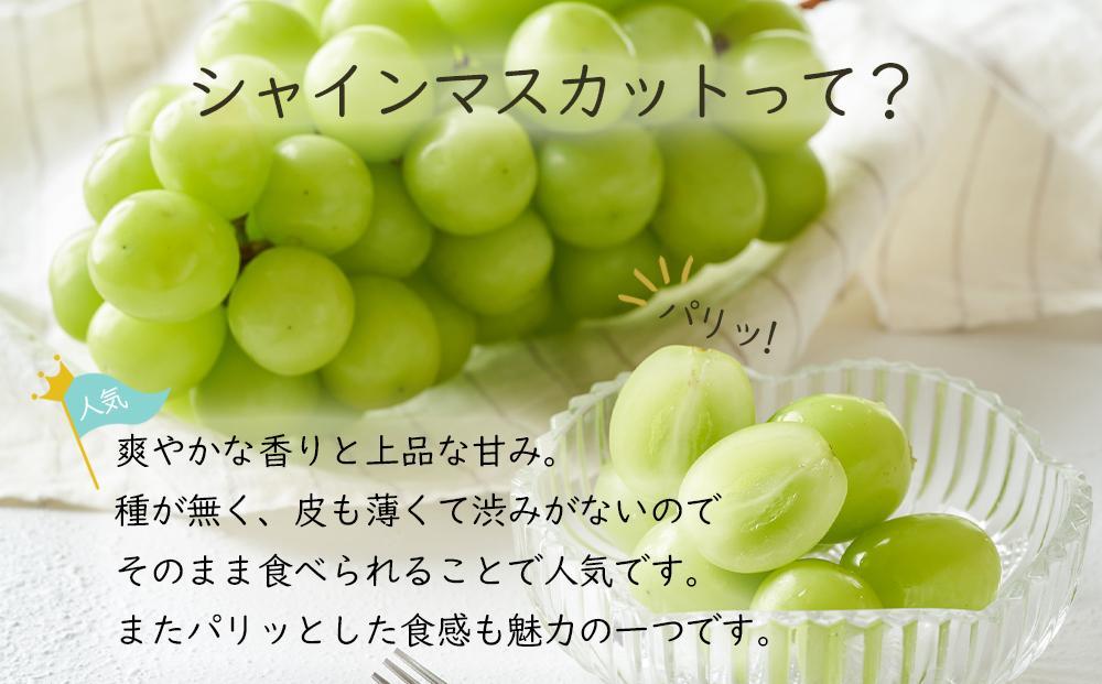 岡山県産 ぶどう  2026年発送 ご家庭用 シャインマスカット 晴王 約400g×2房 計800g ブドウ フルーツ 果物
