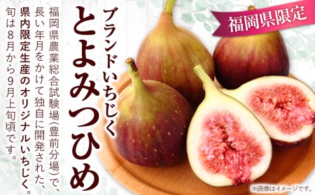 【☆2026年出荷☆】いちじく 福岡県産 ブランド いちじく とよみつひめ 約1.2kg (約300g×4パック) 【配送不可地域あり】【日付指定不可】 《8月中旬-9月末頃出荷(土日祝除く)》 福岡