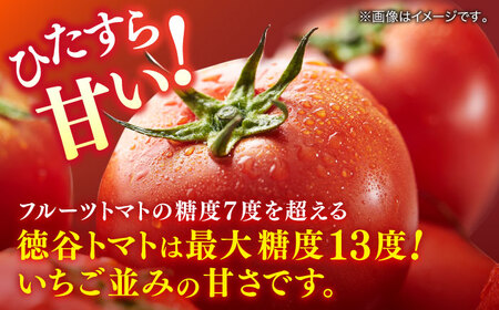 【先行予約】プレミアム徳谷トマト約1kg 24個入り 生産者52番 (ウォールナットケース入り) 〈2027年1月中旬～2027年5月下旬頃発送〉/ フルーツトマト とまと フルーツ 果物 季節もの 