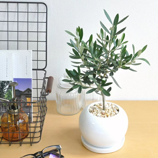 オリーブ 白色 丸型 陶器鉢【黄色小石・受皿・育て方】 オリーブの木　【室内用】　鉢植え・鉢・苗・苗木・丸鉢　結婚式で両親へのプレゼント・結婚式の記念品・両親贈呈ギフト・両親贈呈品・ウエルカムツリー　