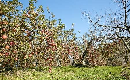 潮風りんごジュース1L×3本