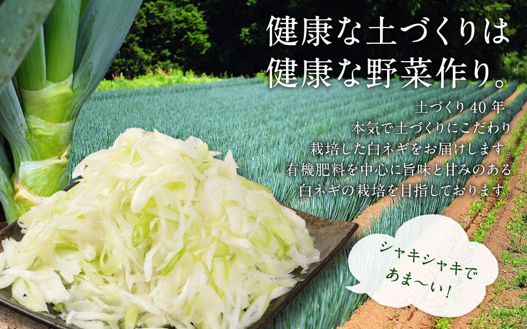 073-830 【2023年7月上旬より順次発送】 大分県産 白ネギ しゃぶしゃぶ セット 計1.1kg ポン酢付き 豚肉