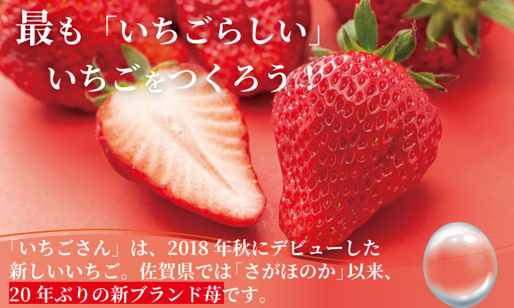  【先行予約】令和9年2月上旬頃出荷開始 いちごさん 6箱セット ふるかわ農園  農家直送品 果物 くだもの フルーツ 人気 ランキング 高評価 苺 イチゴ 佐賀 送料無料