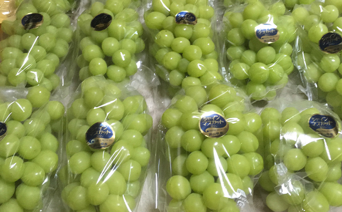 シャインマスカット 1房 600g前後 葡萄 フルーツ 岡山 高梁市産 ぜきお農園 ぶどうclub 2026年 先行予約 果物類 ブドウ 果物 