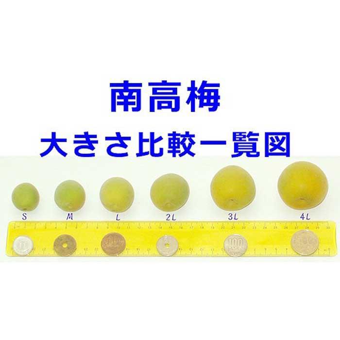【梅干・梅酒用】（LまたはM－10Kg）熟南高梅＜2025年6月上旬～7月7日発送予定＞フルーツ 果物 くだもの 食品 人気 おすすめ 送料無料【ART08】　XL09_イメージ3
