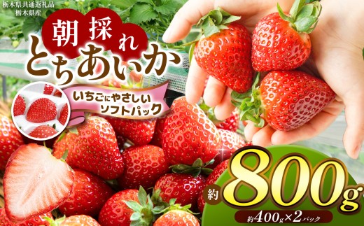 【先行予約】【栃木県共通返礼品】朝採れいちご とちあいか 約400g×2P【いちごに優しいソフトパックでお届け】 | いちご とちあいか 朝採れ  大粒 新鮮 甘い 美味しい 果物 デザート 栃木県 那珂川町