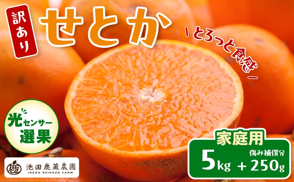 ［先行予約］家庭用 せとか5kg+250g（傷み補償分）［柑橘・春みかんの王様］［わけあり・訳あり］［光センサー選果・食べ頃出荷］［IKE63w］  	CZ047